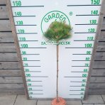 Borovica hustokvetá (Pinus densiflora) ´LOW GLOW´ - výška 110-120 cm, kont. C5L - NA KMIENKU